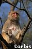 monkey.jpg